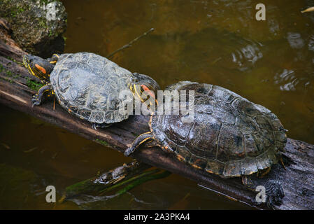 Rosso-eared slider turtle (Trachemys scripta), Zamora, Ecuador Foto Stock