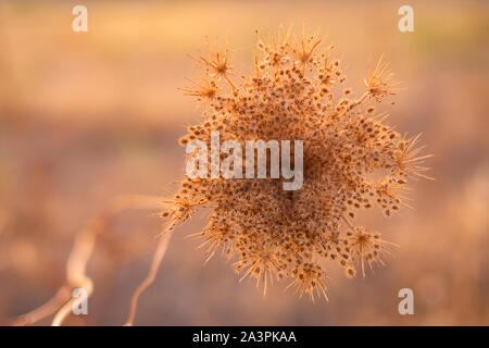 Close-up di un raro autunno fiore di ocra, giallo e marrone Foto Stock