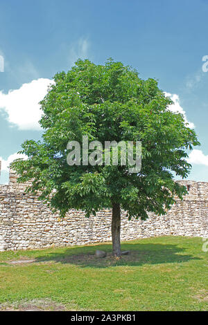 Albero da qualche parte a Belgrado Foto Stock