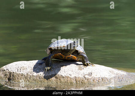 Uno slider turtle prendere il sole su una roccia, guardando ai telespettatori di destra. Noto anche come il rosso-eared terrapin, rosso-eared slider turtle, rosso-eared tartaruga, cursore Foto Stock