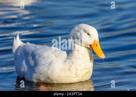 Oca Embden o domestico oca Graylag, Anser anser, Burnaby Lago Parco Regionale, Burnaby, British Columbia, Canada Foto Stock