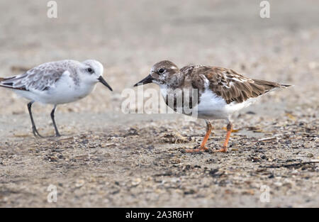 Voltapietre (Arenaria interpres) e l'sanderling (Calidris alba) in cerca di cibo in Galveston Island's Beach, Texas, Stati Uniti d'America Foto Stock