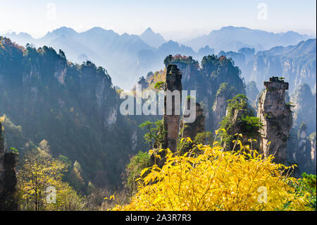 Bei fiori gialli che fiorisce con paesaggio di montagna nel sito Patrimonio Mondiale Zhang Jia Jie, Hunan, Cina. Foto Stock