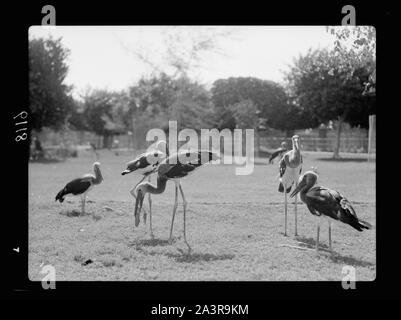 Il Sudan. Il governo di Khartoum. Lo Zoo di Khartoum. Gli uccelli acquatici (Abidmia, Abdimi) Foto Stock