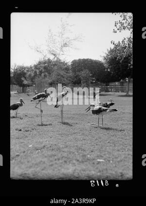 Il Sudan. Il governo di Khartoum. Lo Zoo di Khartoum. Gli uccelli acquatici (Abidmia, Abdimi) Foto Stock