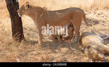 Leonessa madre con affamati cuccioli di infermieristica in Sud Africa SA Foto Stock