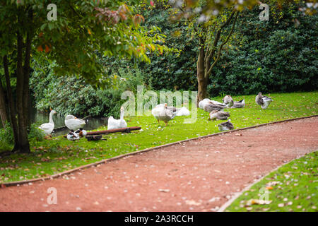 Alcuni uccelli selvatici come le anatre e le oche rilassarsi su un prato di fronte ad un lago Foto Stock