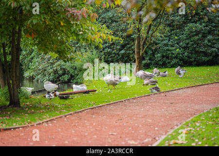 Alcuni uccelli selvatici come le anatre e le oche rilassarsi su un prato di fronte ad un lago Foto Stock