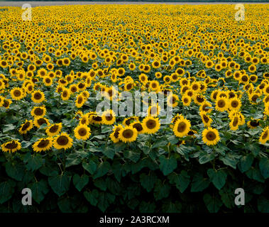 Girasoli in Wisconsin Foto Stock