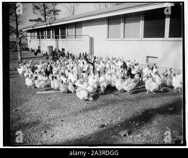 Polli Superior obiettivo di esperti governativi. Beltsville, MD, gen. 19. In futuro se il pollo, sia che si tratti di un fritto la Maryland, cotti preparati o qualsiasi altro stile, è più succulento e di sapore migliore il credito sarà dovuto gli esperti presso lo zio Sam del dipartimento dell'agricoltura fattoria sperimentale qui. Essi si sforzano ogni giorno per allevare un superior tipo di uccello, superiore nella qualità della carne, la produzione di uova e di crescita. Durante gli esperimenti un attento controllo è mantenuta su ciascun uovo dal momento in cui esce il nido fino a portelli un pulcino di bambino. L'uovo è numerata per corrispondere wit l'uno sulla gamba divieto Foto Stock