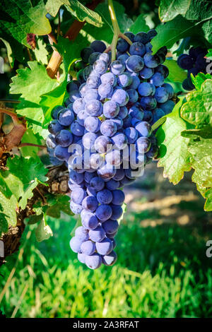 Le uve da vino in un vigneto a destra prima del raccolto autunnale, il fuoco selettivo Foto Stock