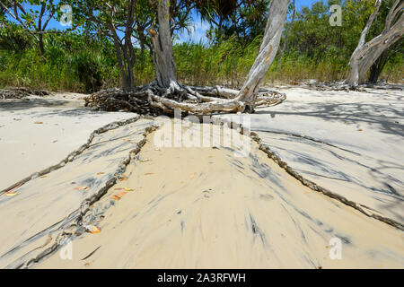 Le radici di un albero paperbark sono stati esposti da un acceso creek, Elim Beach, vicino a Cooktown, estremo Nord Queensland, FNQ, QLD, Australia Foto Stock