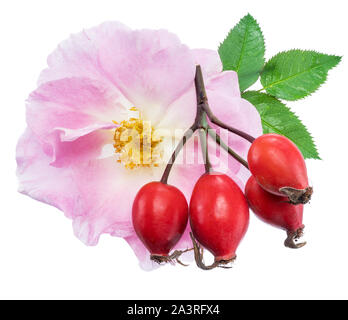 Rosa canina con rose fiore isolato su uno sfondo bianco. Foto Stock