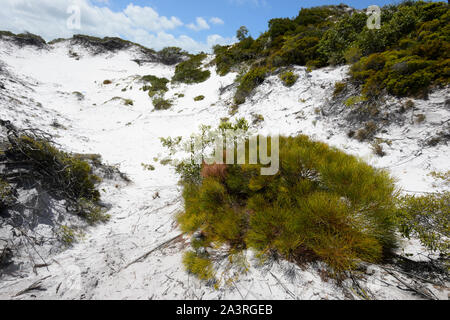 Vegetazione costiera crescente su silice colline di sabbia, Elim Spiaggia, Lontano Nord Queensland, FNQ, QLD, Australia Foto Stock