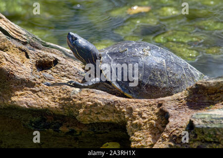Rosso-eared slider turtle - Trachemys scripta elegans Foto Stock
