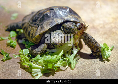 Due teste tartaruga greca - Testudo graeca Foto Stock