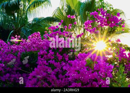 Sun scoppiare attraverso foglie di palmo con bourgainvillea rosa in primo piano Foto Stock