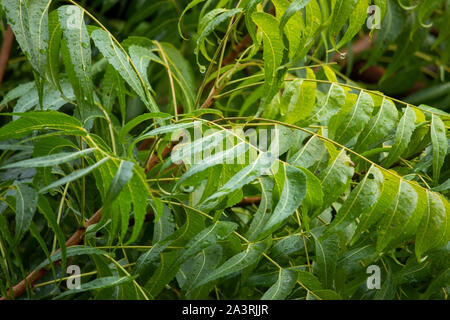 Albero di Neem (azadirachta indica) lascia con gocce d'acqua dalla pioggia Foto Stock