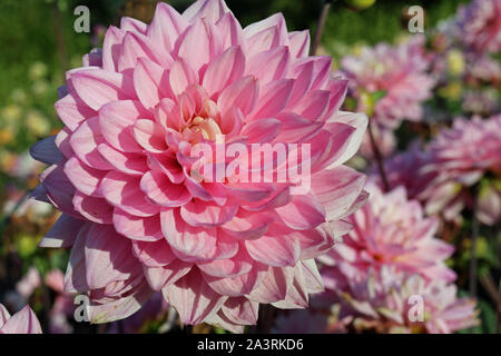 Rosa varietà dahlia melodia armonia fiore con uno sfondo sfocato foglie e fiori. Foto Stock