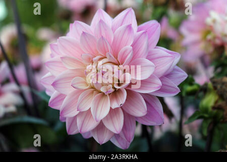 Rosa varietà dahlia melodia armonia fiore con uno sfondo sfocato foglie e fiori. Foto Stock