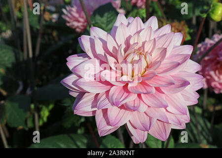 Rosa varietà dahlia melodia armonia fiore con uno sfondo sfocato di foglie e fiori e buona copia spazio. Foto Stock