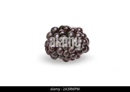 Blackberry è una diffusa e ben noto arbusto. Un rovo frutto (genere Rubus, famiglia delle Rosacee) crescente a 3 m (10 ft) e producendo un morbido corposo Foto Stock