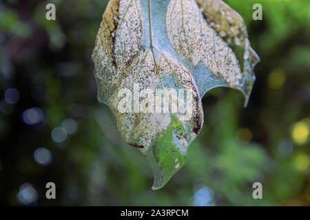 Caterpillar worm web. Una ragnatela fatta su una foglia su sfondo verde. Autunno cob web. Foglia di parassiti infezione. Italia Foto Stock