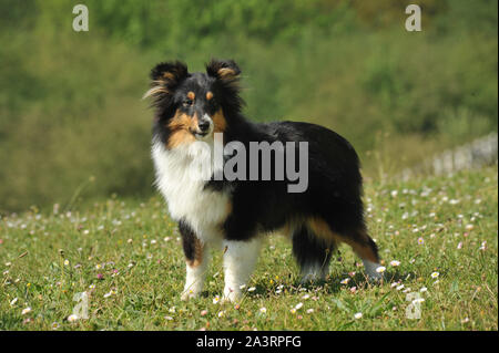 Shetland sheepdog cane di razza sull'erba Foto Stock