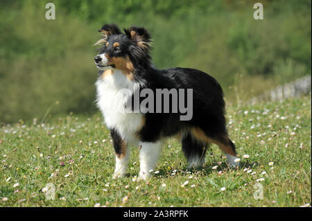 Shetland sheepdog cane di razza sull'erba Foto Stock