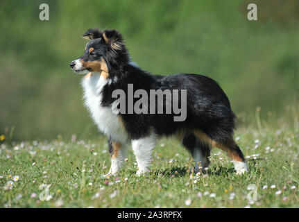 Shetland sheepdog cane di razza sull'erba Foto Stock