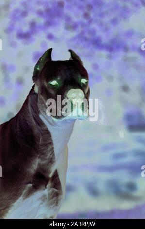 L'argentino Dogue testa Foto Stock