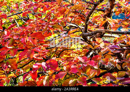 Autunno in Chenarbon Foto Stock