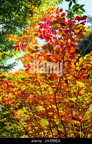 Autunno in Chenarbon Foto Stock