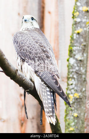 Saker Falcon (Falco cherrug), in Baviera, Germania, Europa Foto Stock