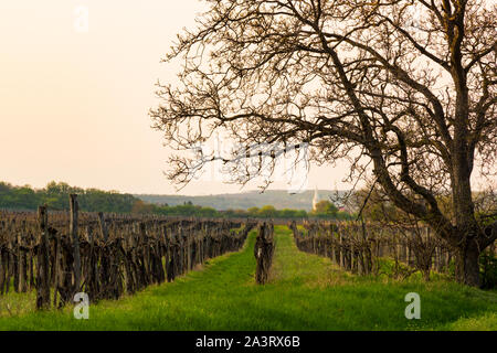 Vigneto con albero di noce tradizionalmente piantati alla fine dei filari di viti, vicino Fertorakos, Ungheria Foto Stock