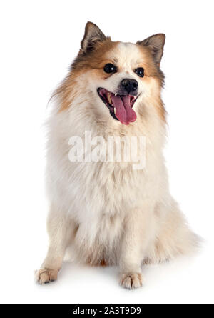 Sheepdog islandese di fronte a uno sfondo bianco Foto Stock