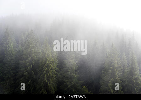 Densa nebbia nella foresta di pini su pendii montani nelle montagne dei Carpazi. Paesaggio con bella nebbia nella foresta sul colle. Foto Stock