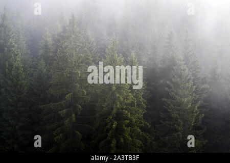 Densa nebbia nella foresta di pini su pendii montani nelle montagne dei Carpazi. Paesaggio con bella nebbia nella foresta sul colle. Foto Stock