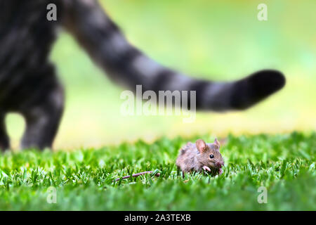 Cat caccia un mouse esterno con il gatto in background stalking. Foto Stock