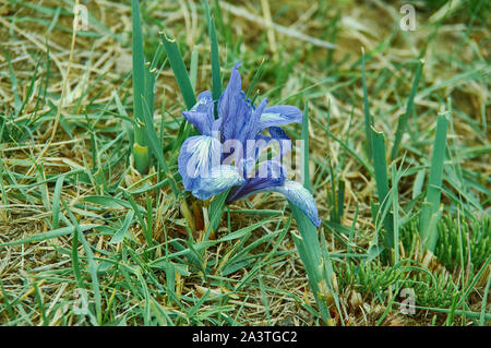 Iris graminea fiori in Mongolia, Asia Foto Stock