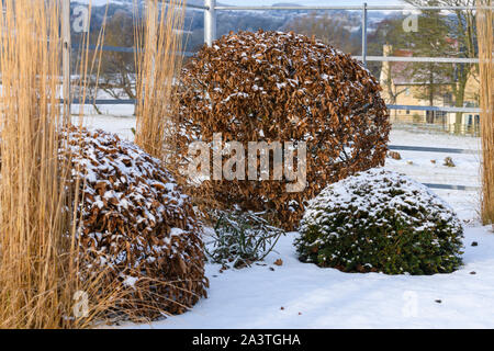 Design elegante e contemporaneo, paesaggio & piantagione (Topiaria da & tall erba reed) - close-up di neve coperto Giardino d'inverno, nello Yorkshire, Inghilterra, Regno Unito. Foto Stock