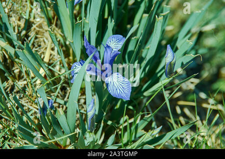 Iris graminea fiori in Mongolia, Asia Foto Stock
