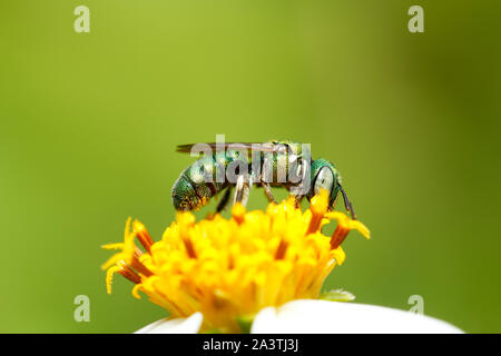 Piccolo verde metallico (ape ceratina/pithitis smaragdula) sul fiore bianco preso dalla Tailandia / Asia del sud-est Foto Stock