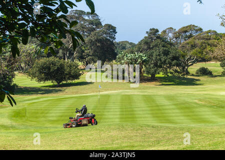 Campo da golf foro operatore di macchina per il taglio di erba sul putting green con alberi circostanti il paesaggio costiero. . Foto Stock