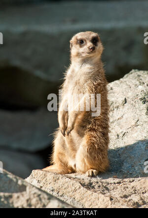 Meerkat in Edinburgh Zoo, Lothian, Scozia Foto Stock