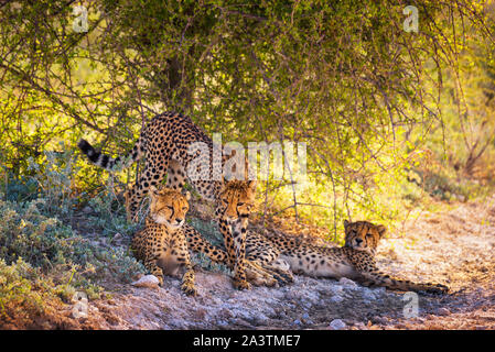 Tre ghepardi nel Parco Nazionale Etosha Foto Stock