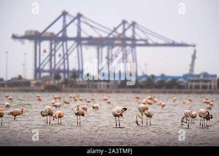 Grande gregge di fenicotteri rosa in Walvis Bay, Namibia Foto Stock