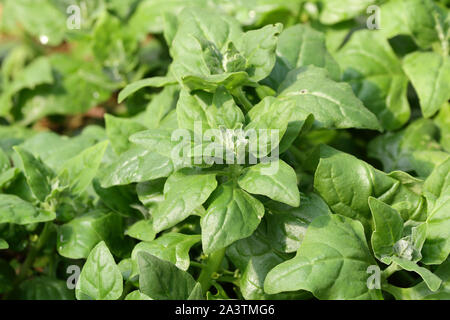 Spinaci della Nuova Zelanda/ cuocere il cavolo (Tetragonia tetragonioides) le foglie commestibili impianto usato come vegetali frondosi come spinaci Foto Stock