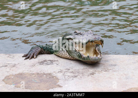 Rilassante coccodrillo dorme sul cordolo piscina Foto Stock