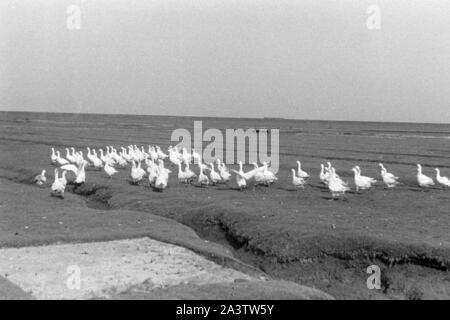 Adolf-Hitler-Koog, Schleswig-Holstein, 1936. Adolf Hitler Koog in Schleswig-Holstein, 1936. Foto Stock